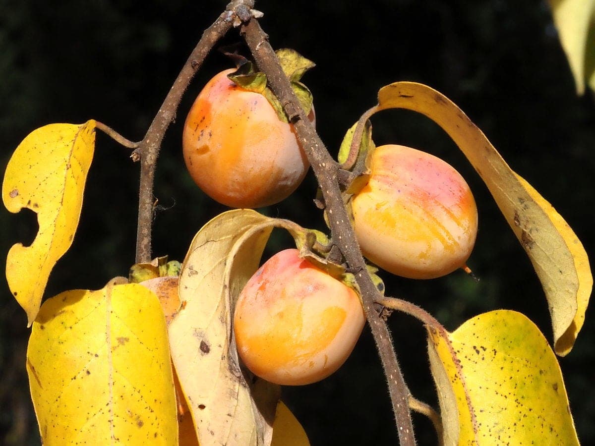 American Persimmon