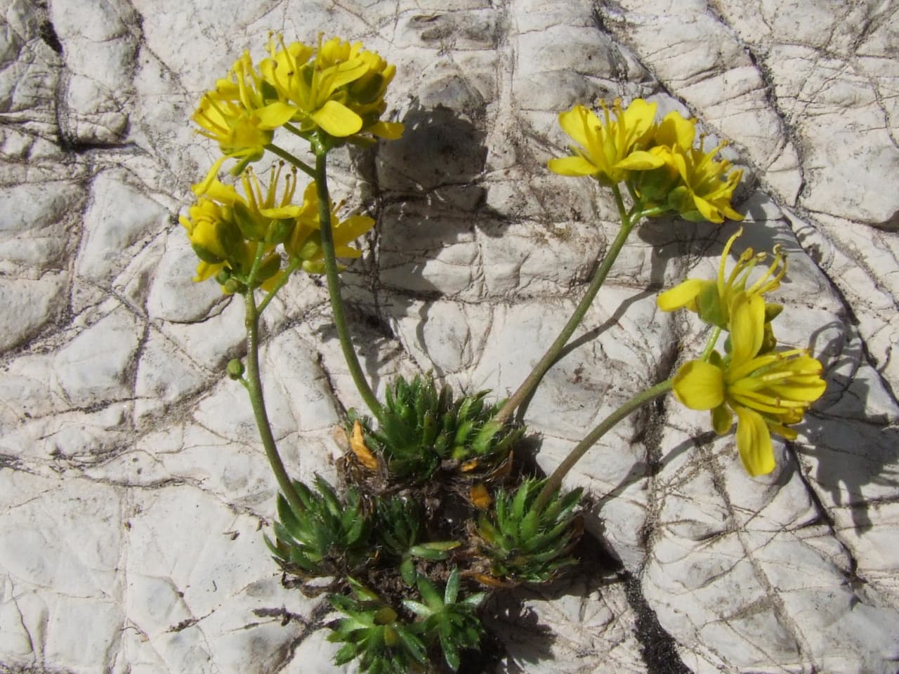 Yellow Whitlow Grass