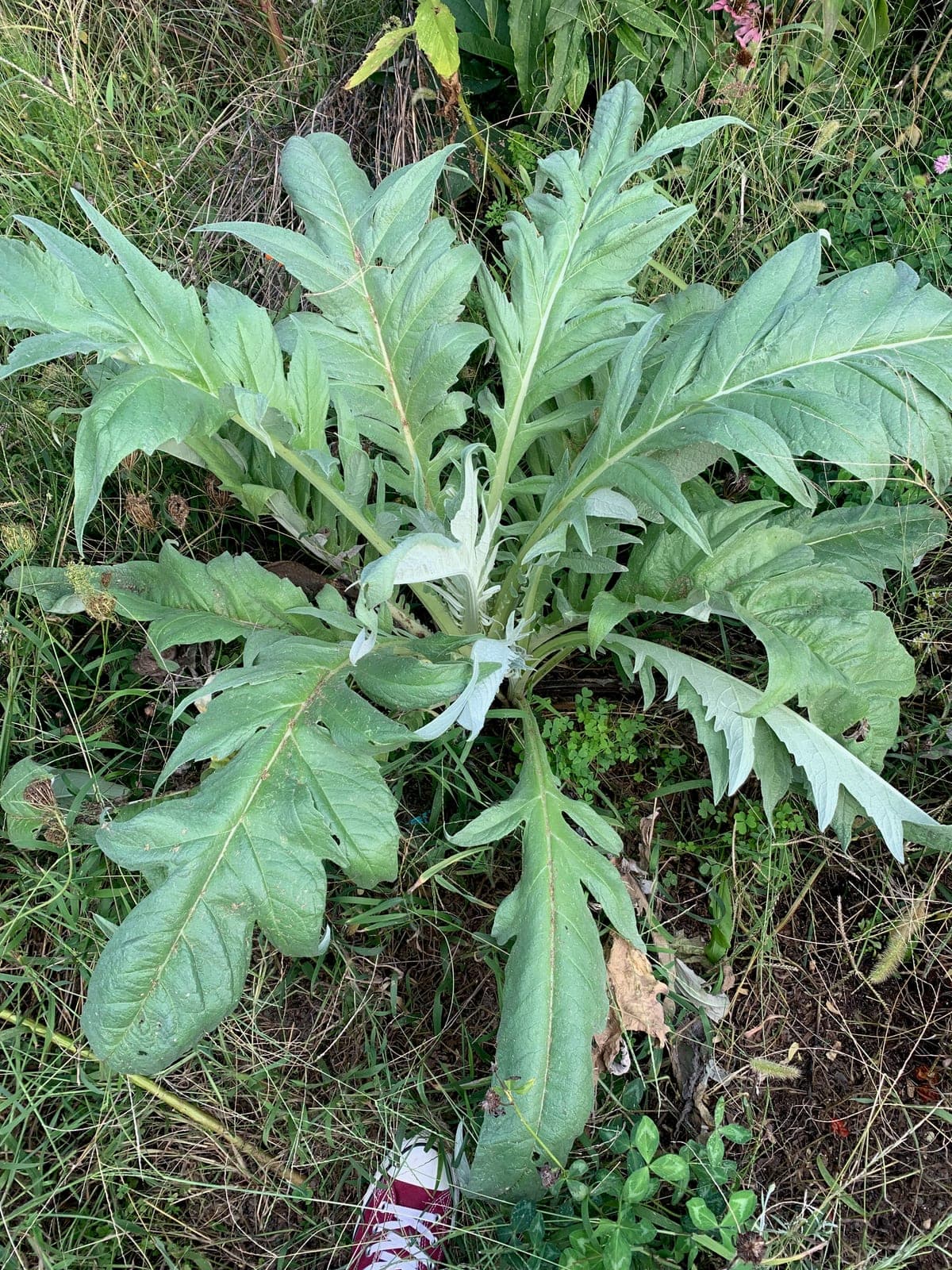 Globe Thistle