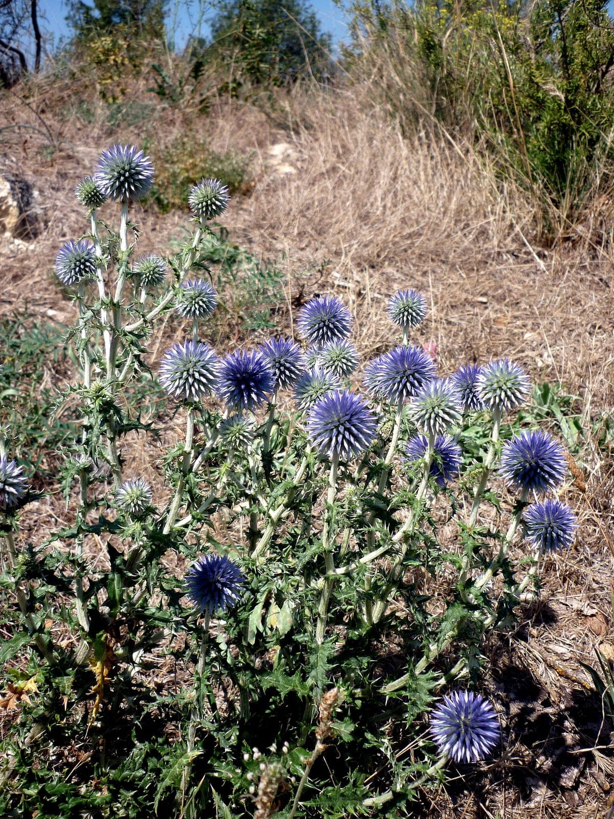 Globe Thistle 'Veitch's Blue'
