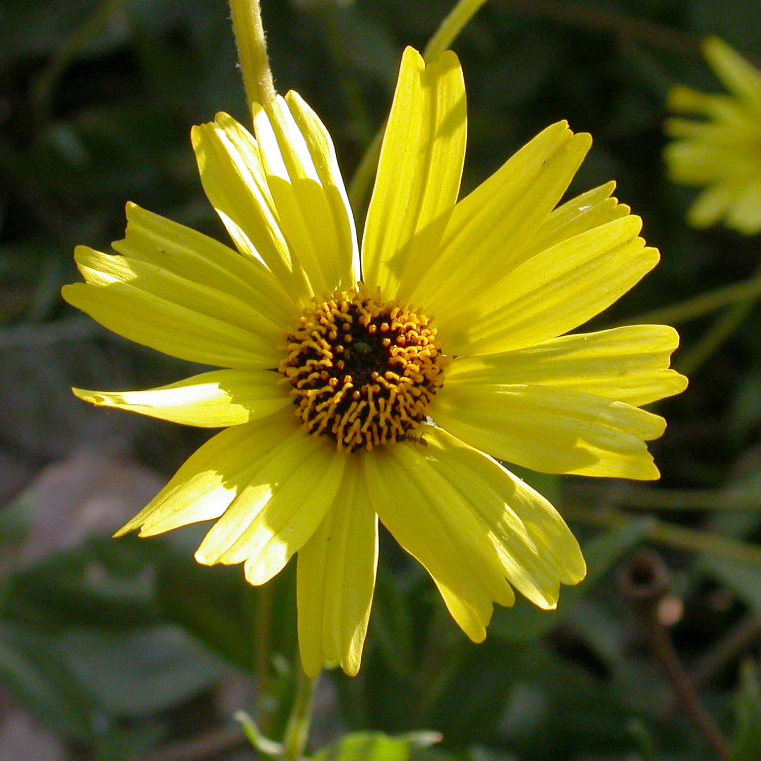 California Bush Sunflower