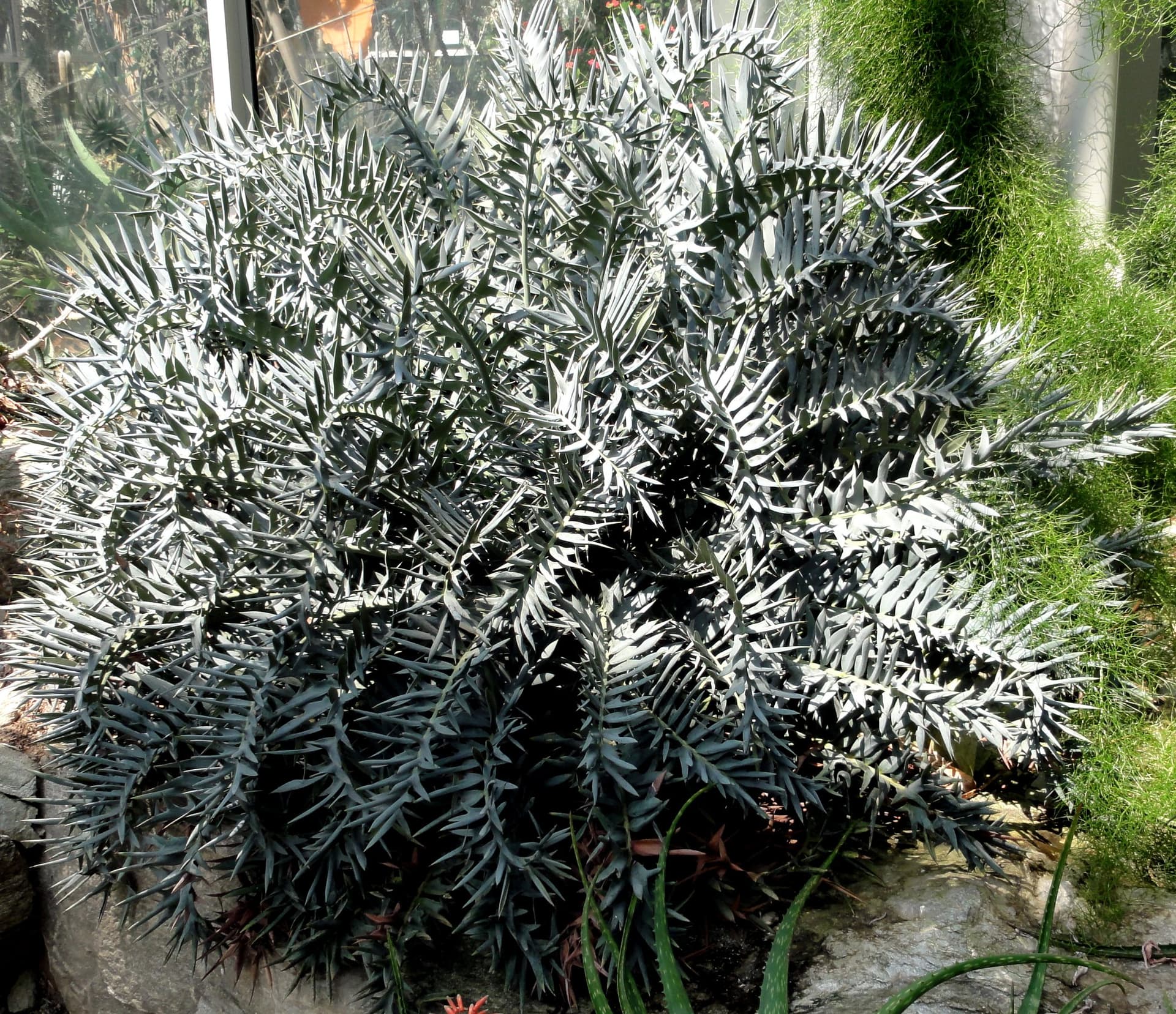 Eastern Cape Blue Cycad