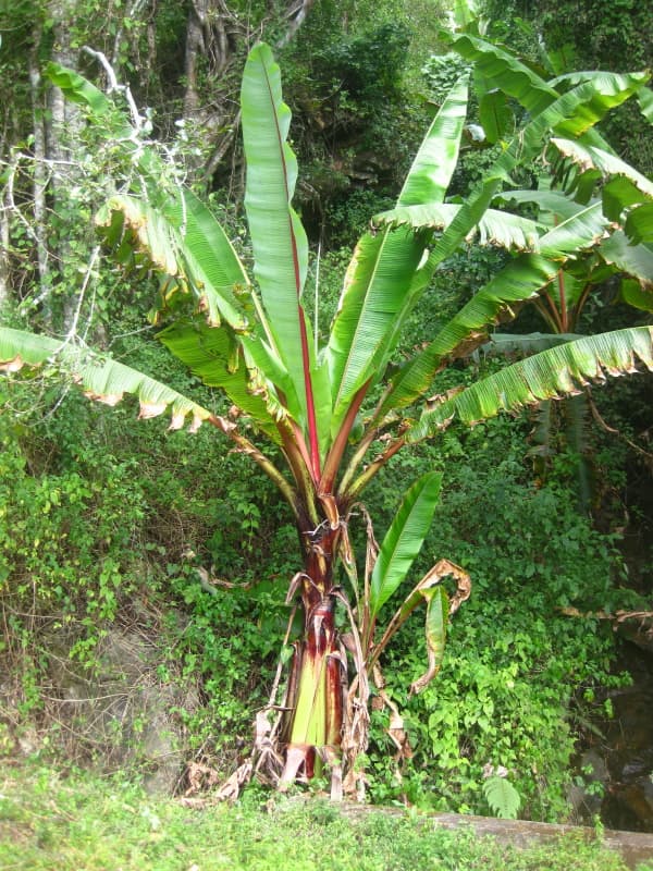 Abyssinian Banana