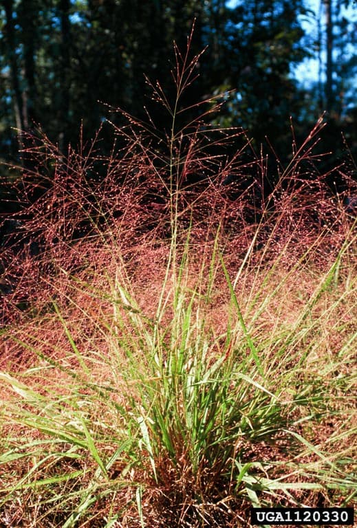 Purple Lovegrass
