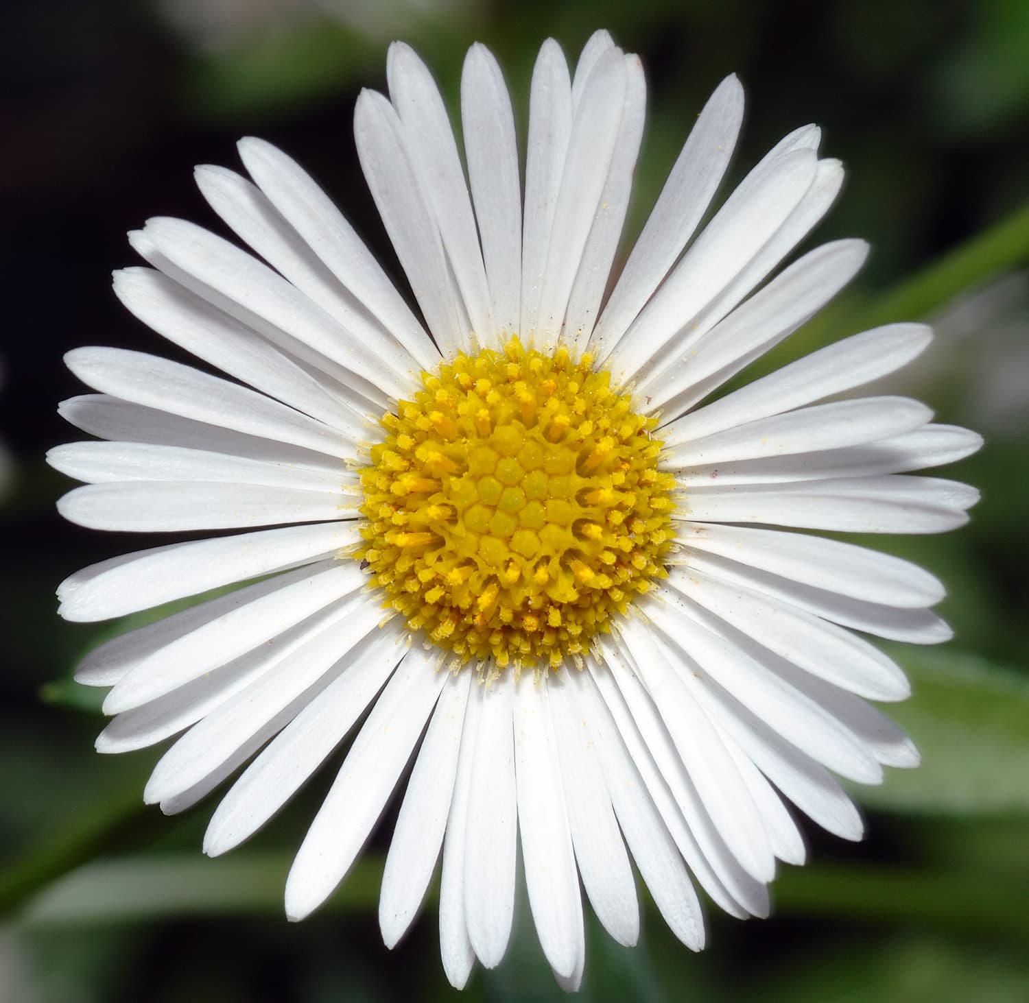 Santa Barbara Daisy