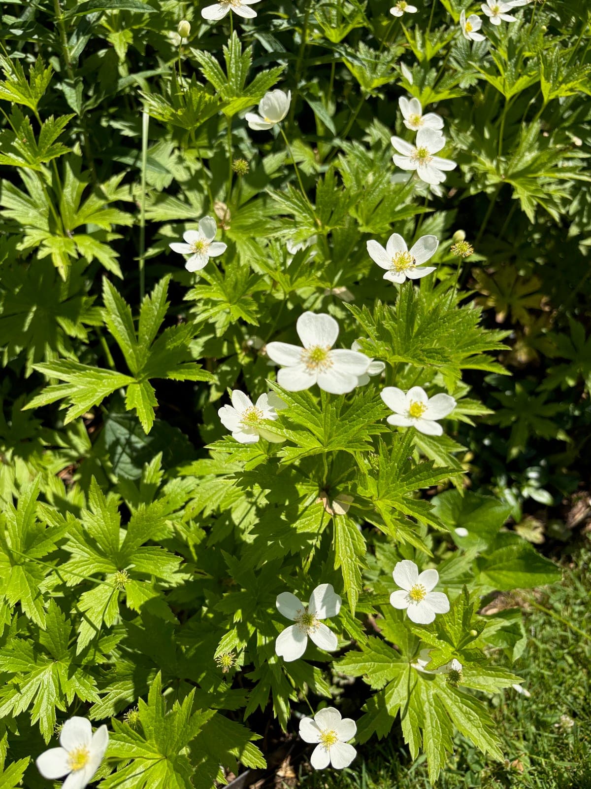 Japanese Anemone