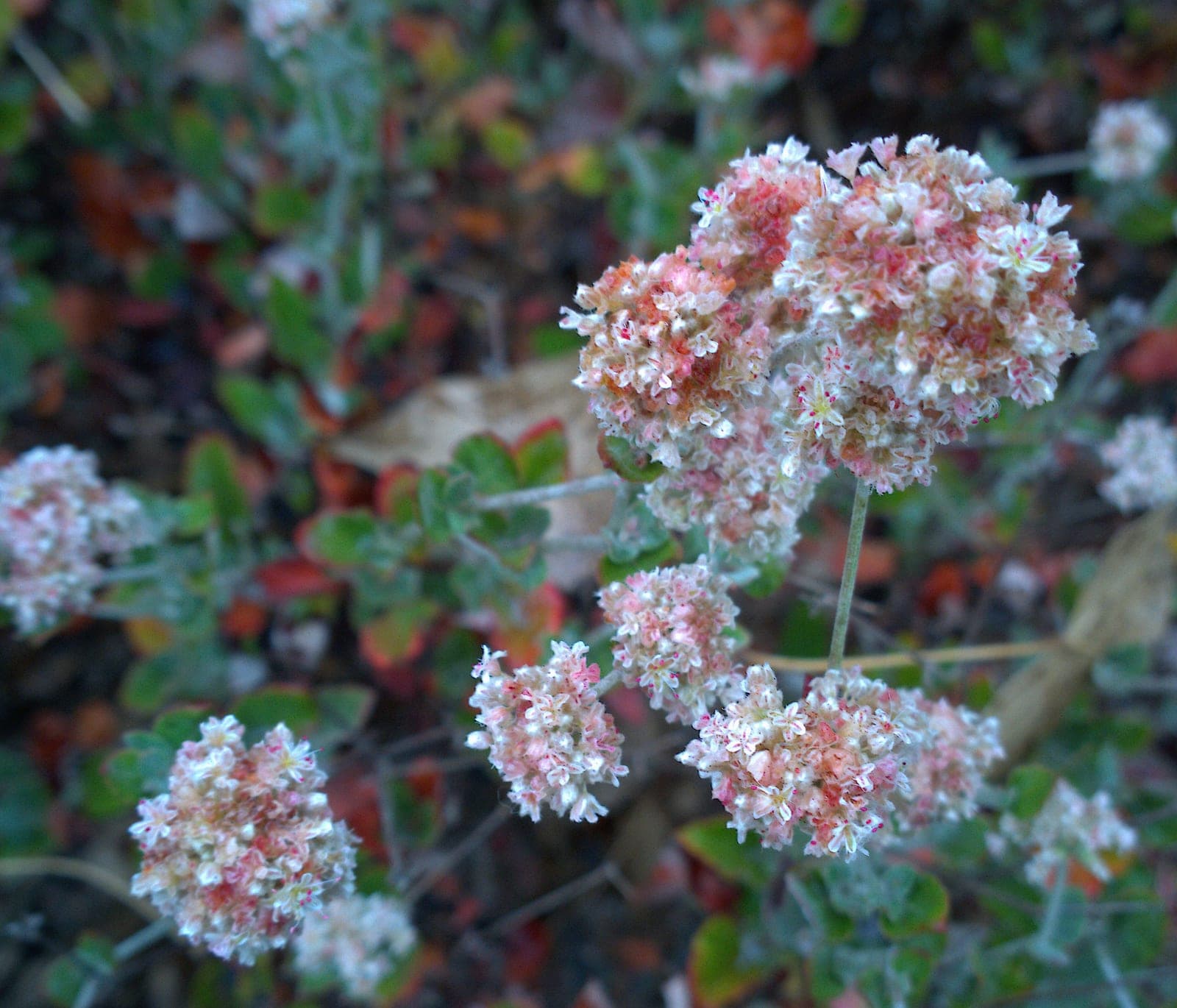 Ashyleaf Buckwheat