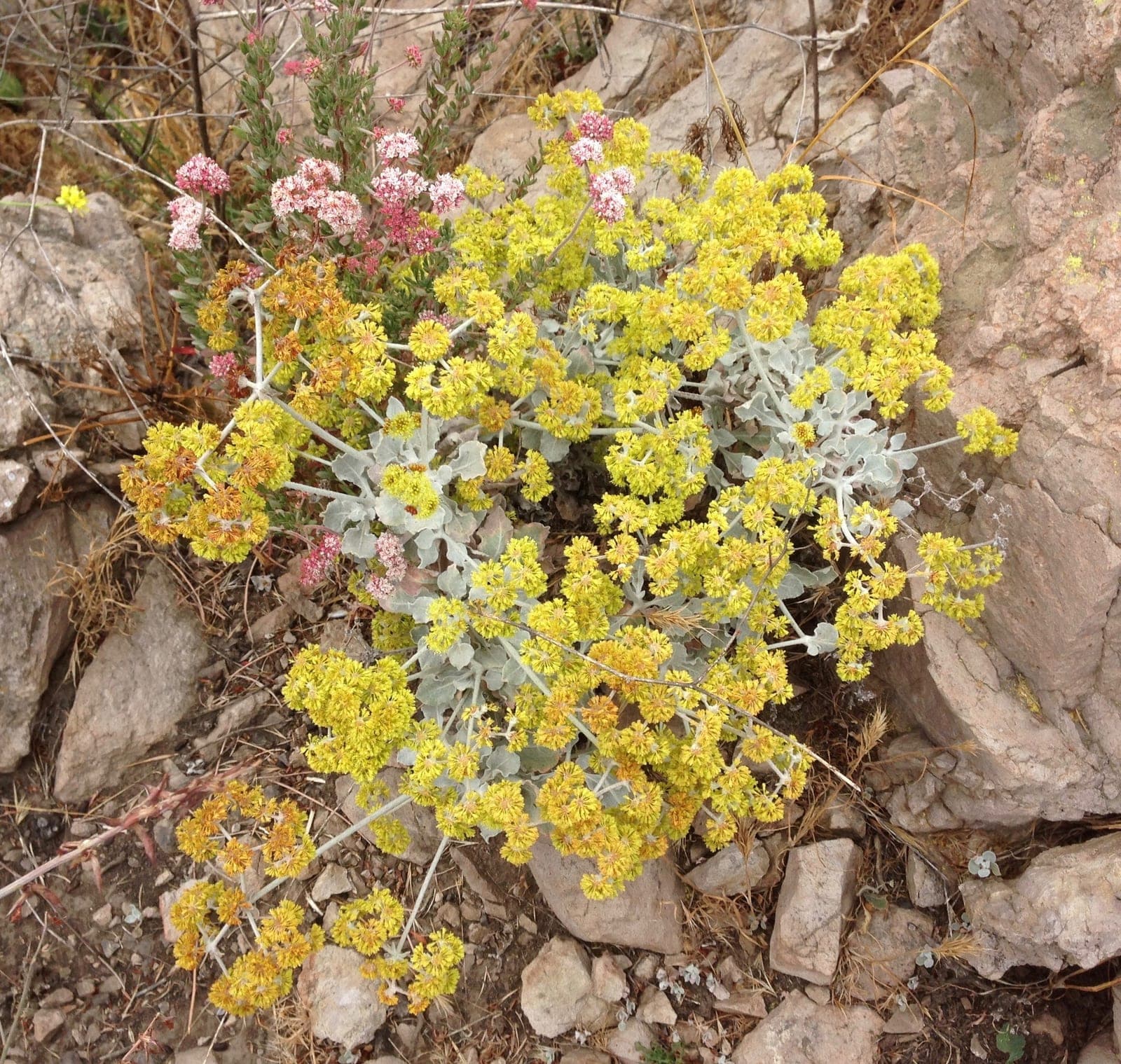 Saffron Buckwheat
