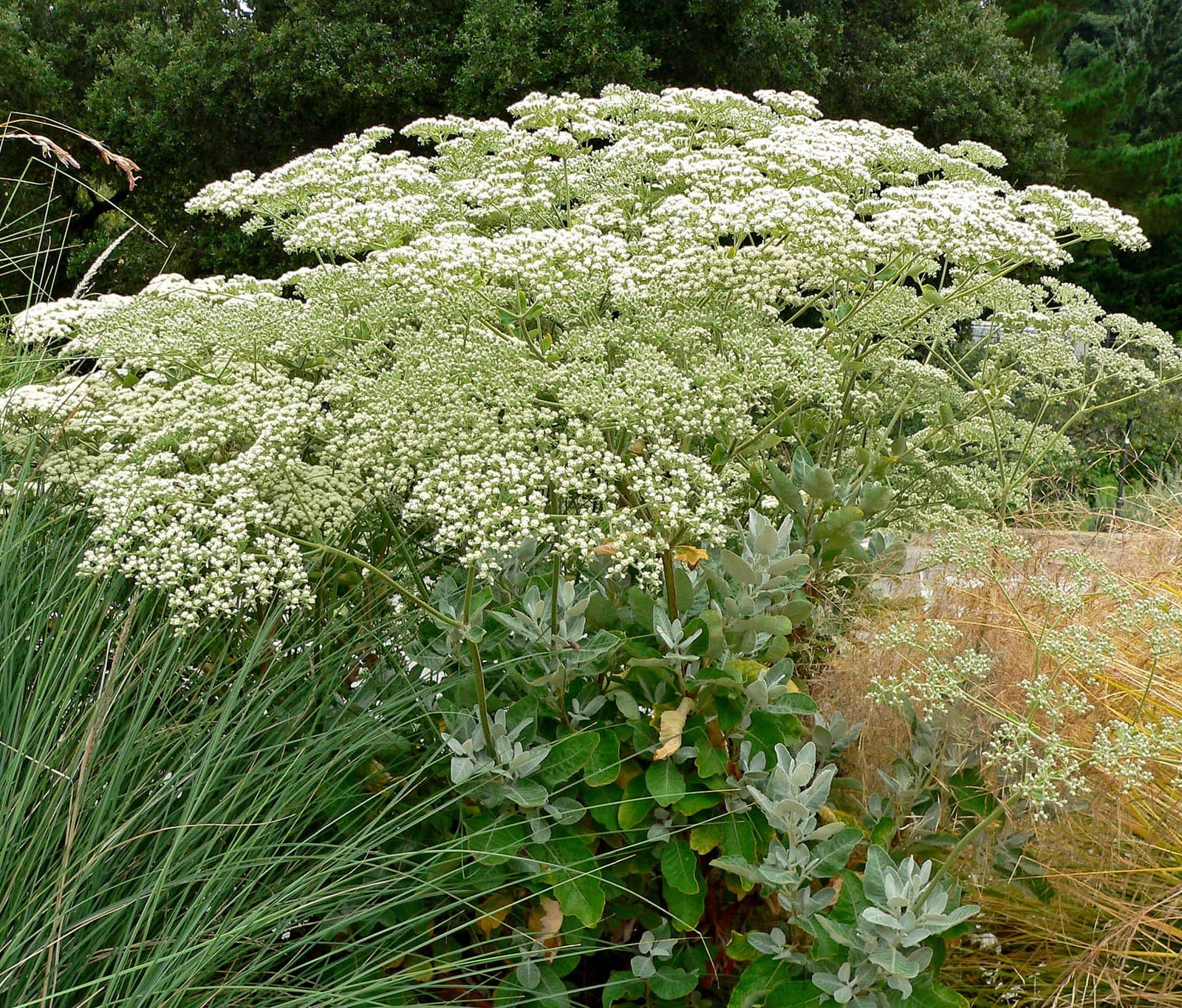 St. Catherine's Lace