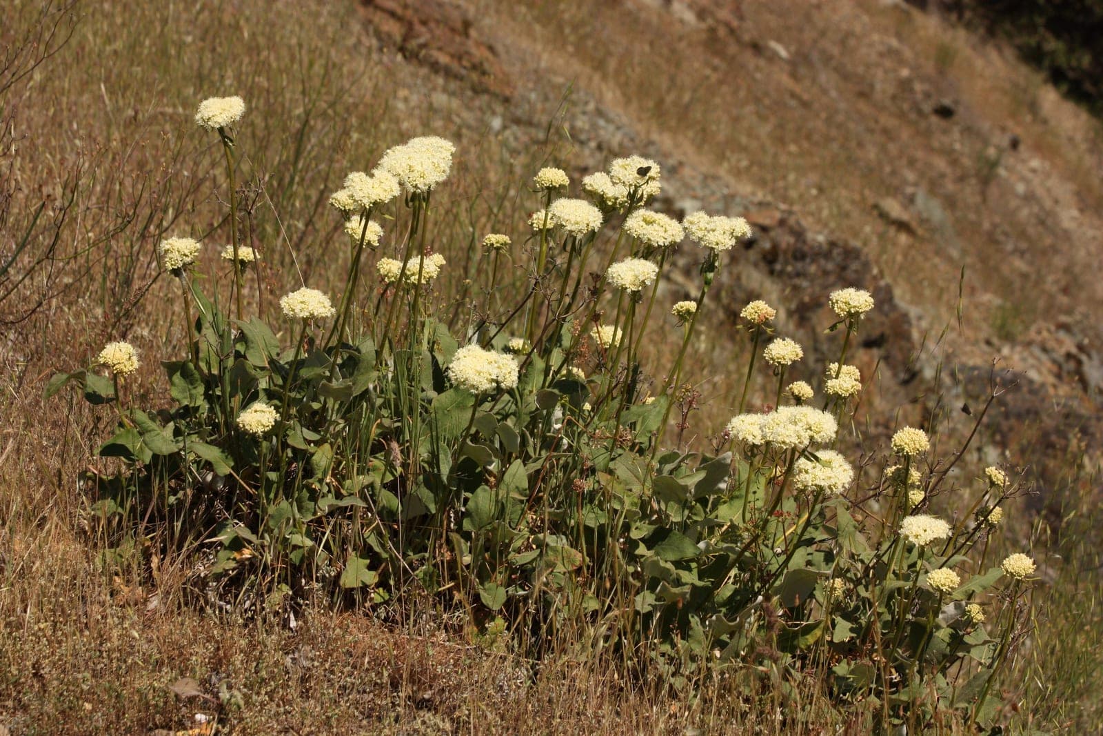Red Buckwheat