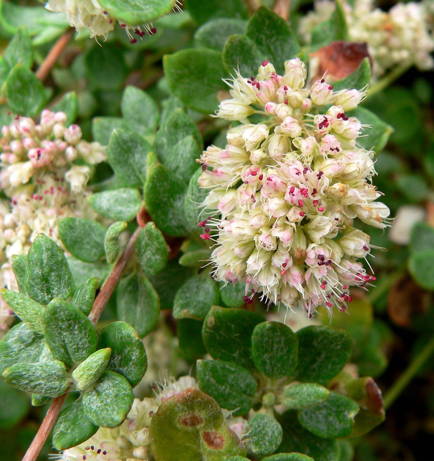 Cliff Buckwheat