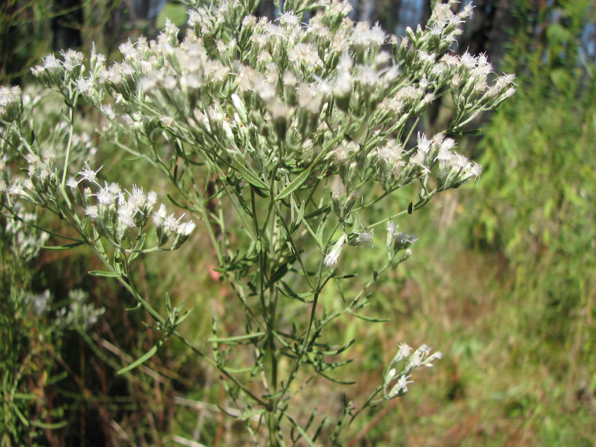 Hyssop-leaved Thoroughwort