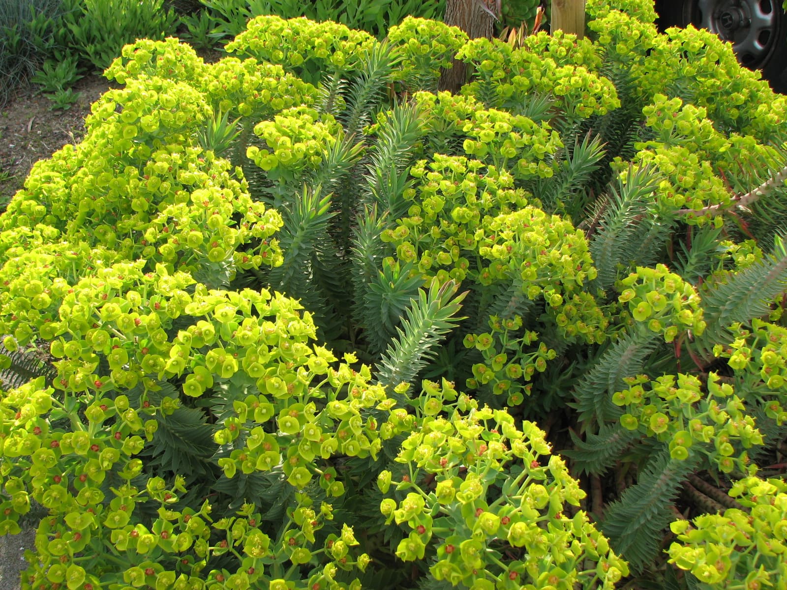 Gopher Spurge