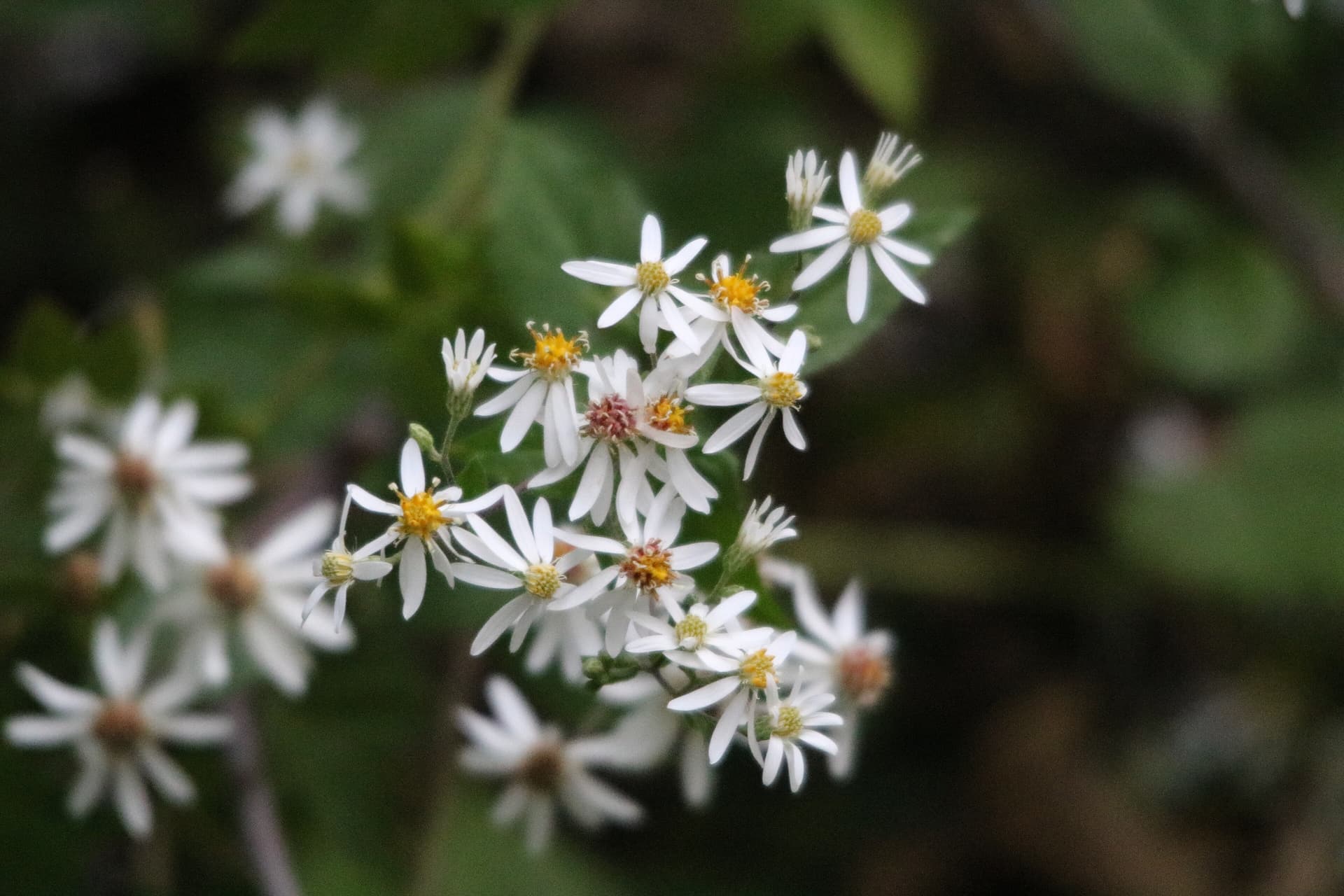 White Wood Aster
