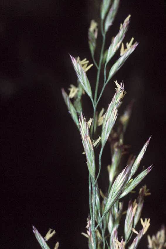 California Fescue