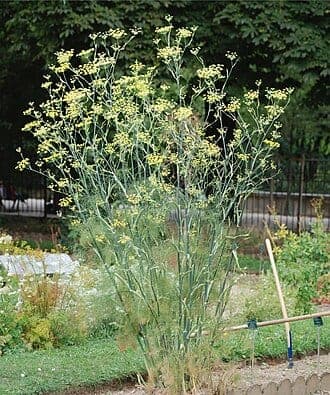 Bronze Fennel