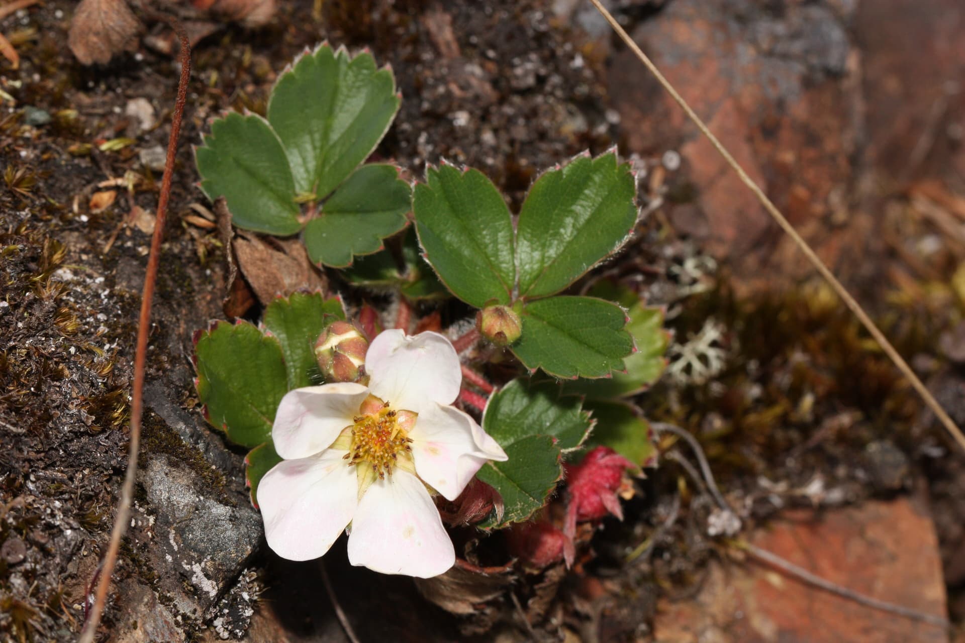 Virginia Strawberry