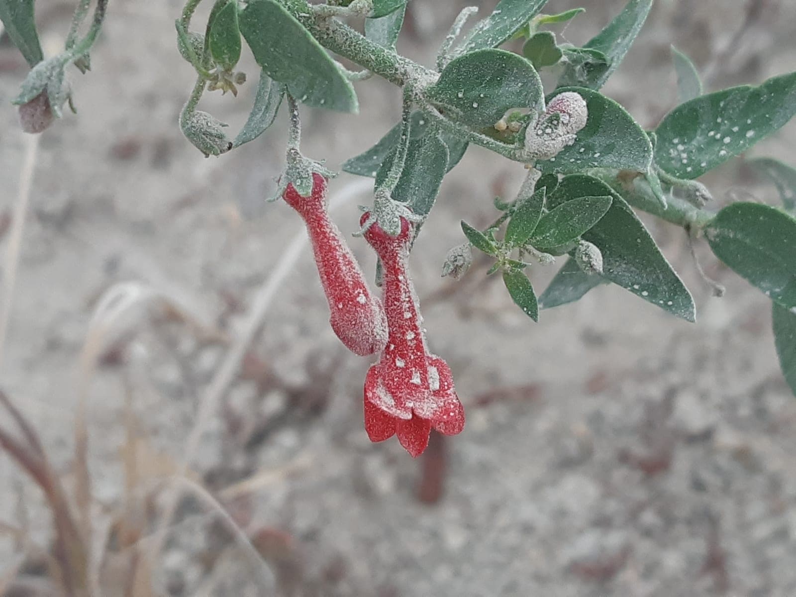 Baja Bush-snapdragon