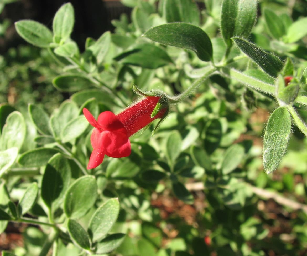 Island Snapdragon