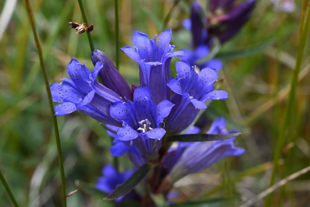 Pleated Gentian