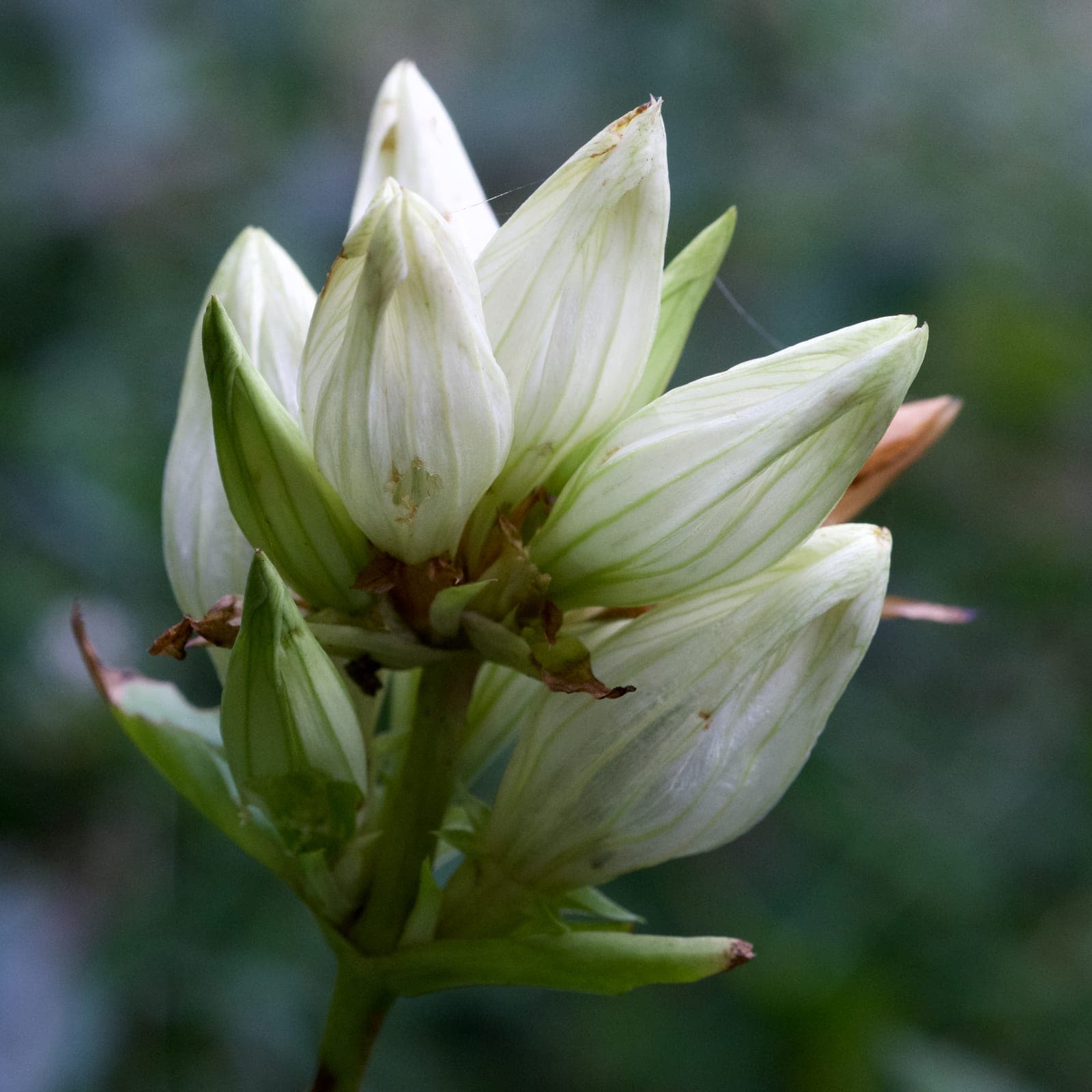 Pale Gentian