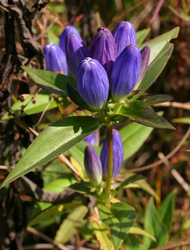 Bottle Gentian