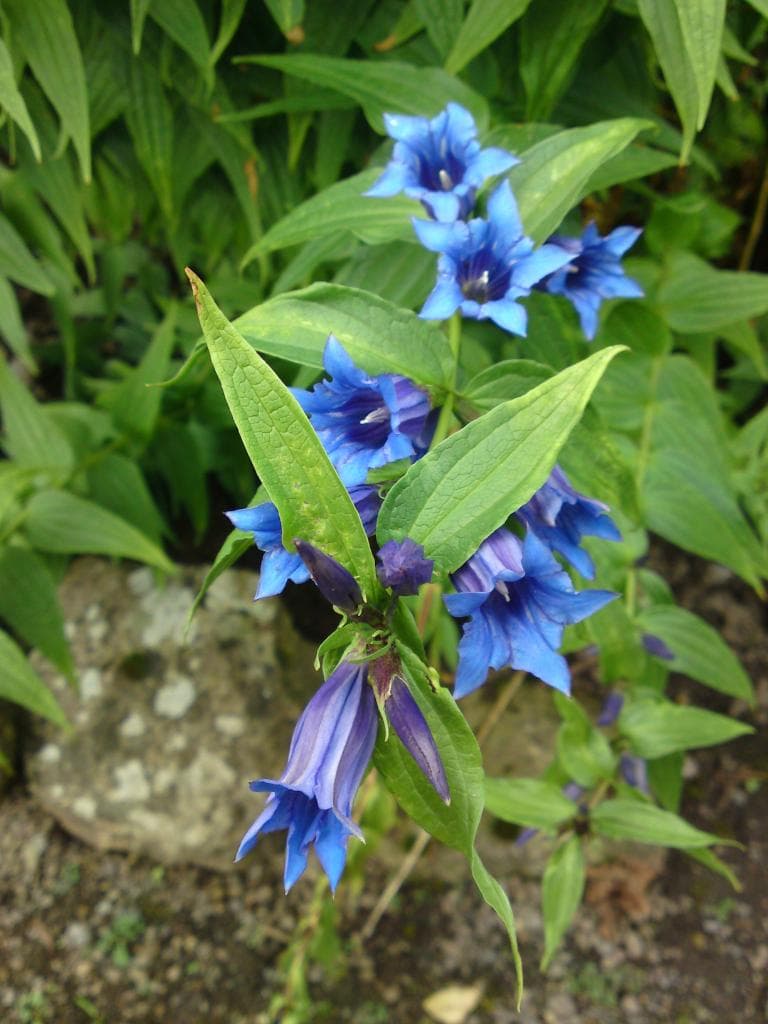 Willow Gentian