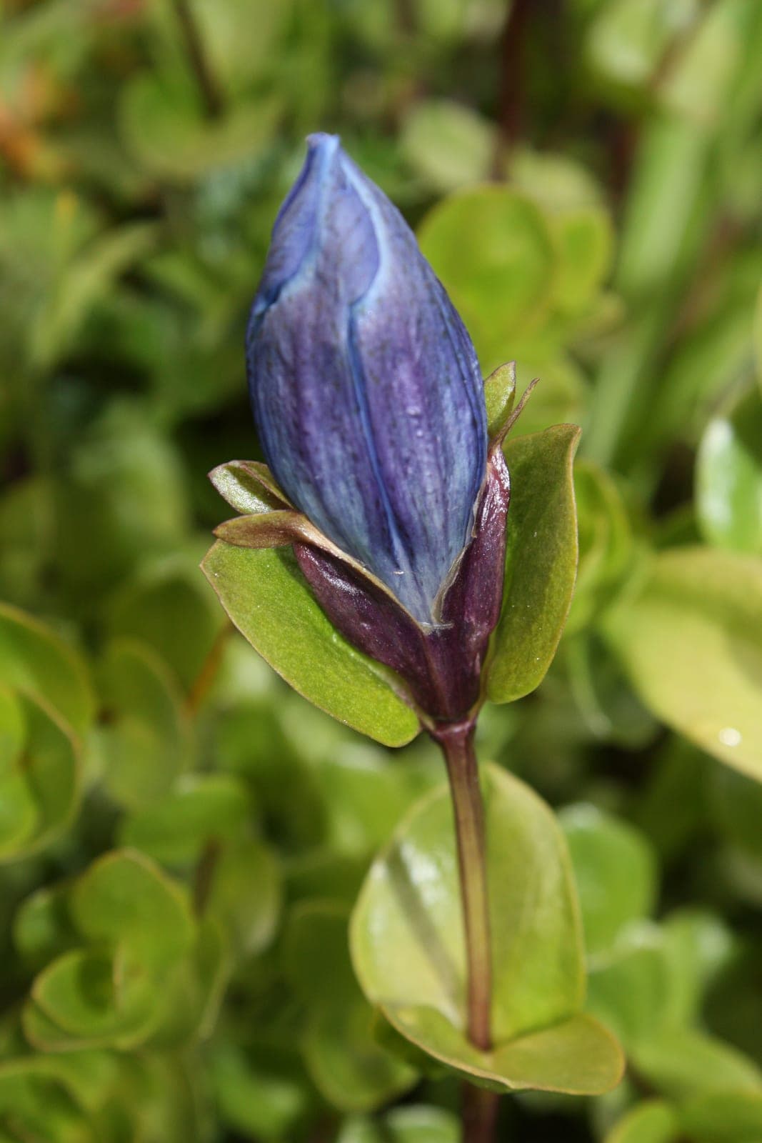Explorer's Gentian