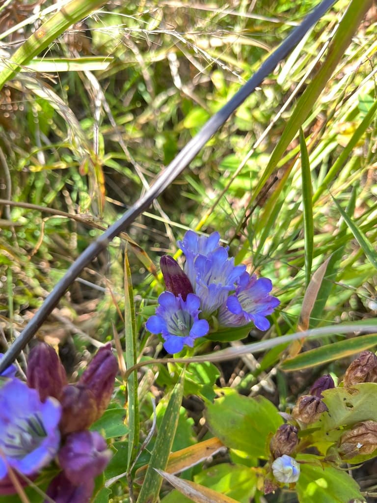 Catesby's Gentian