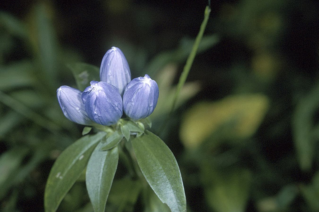 Closed Gentian