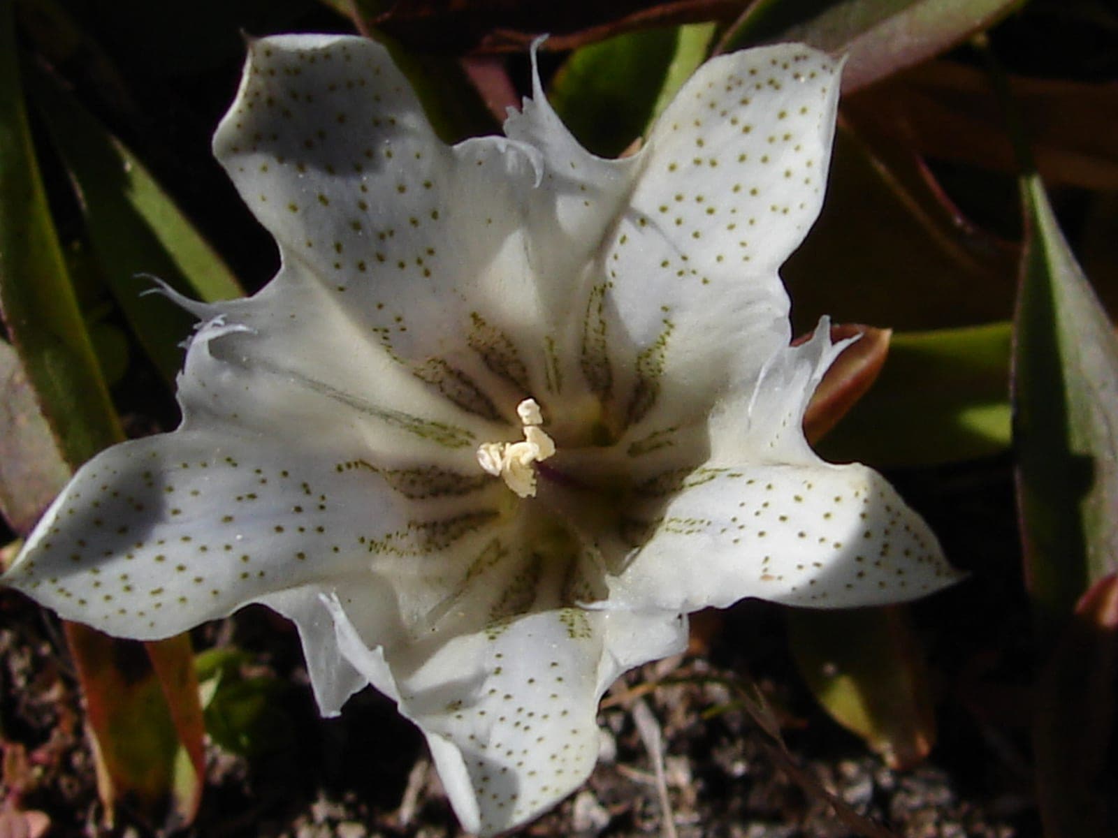 Alpine Gentian