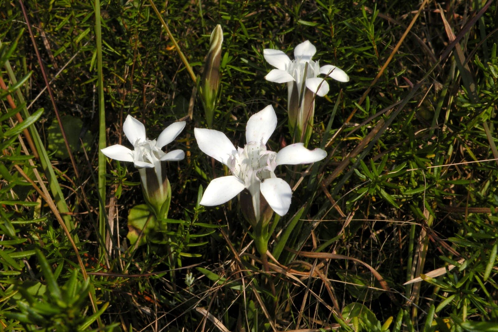 Wiregrass Gentian