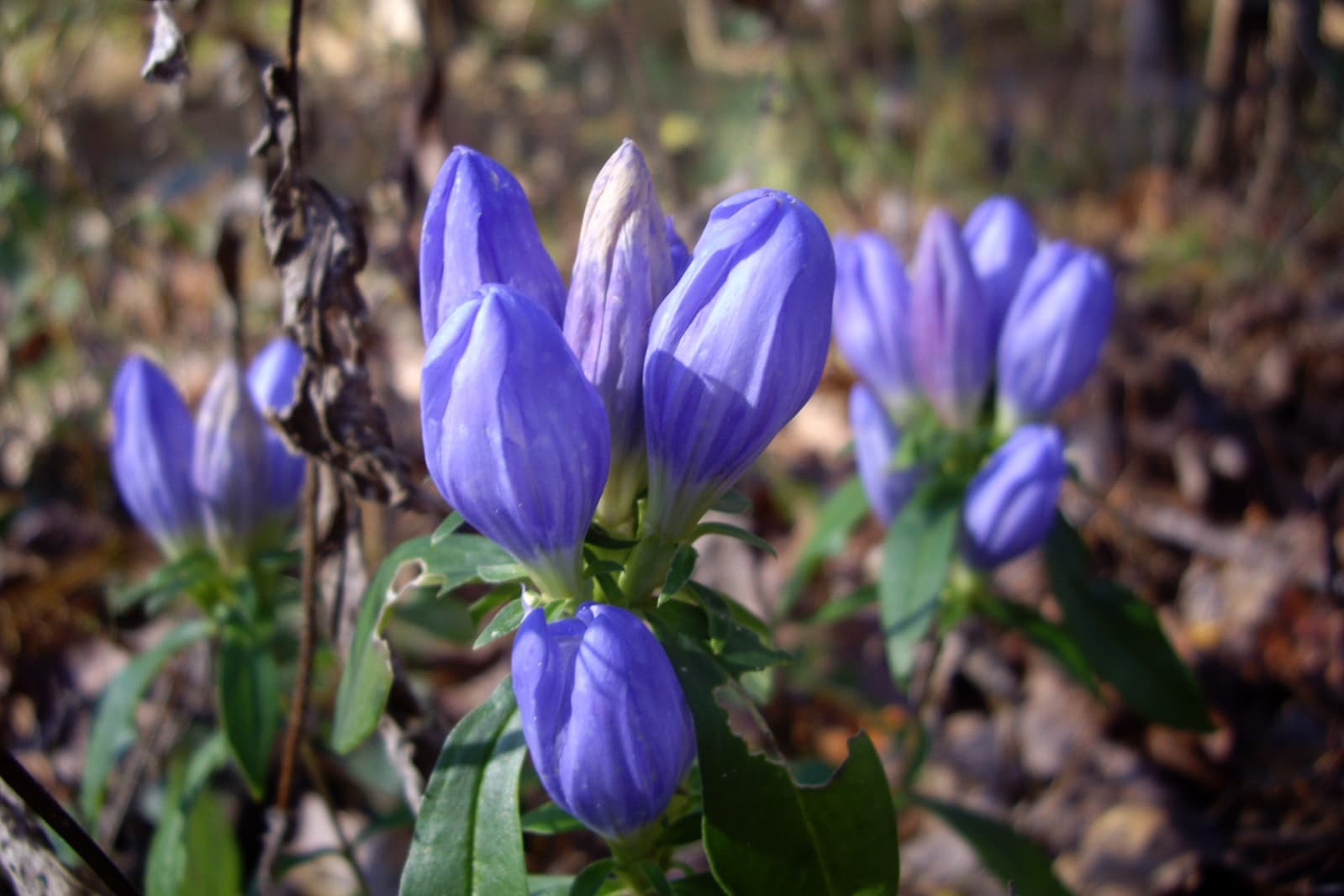 Soapwort Gentian