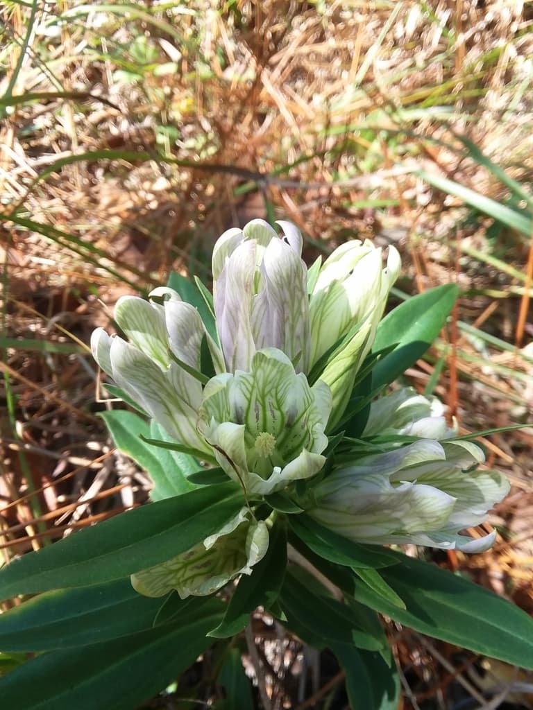 Striped Gentian
