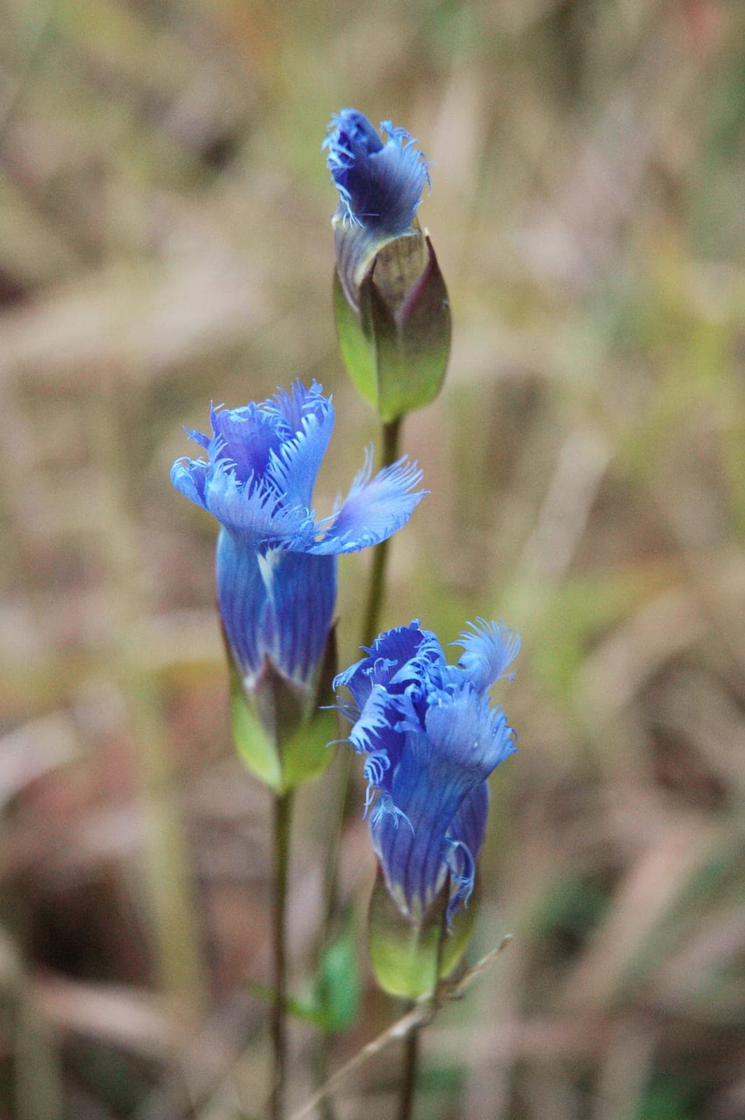 Fringed Gentian