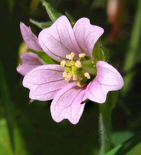 Carolina Geranium