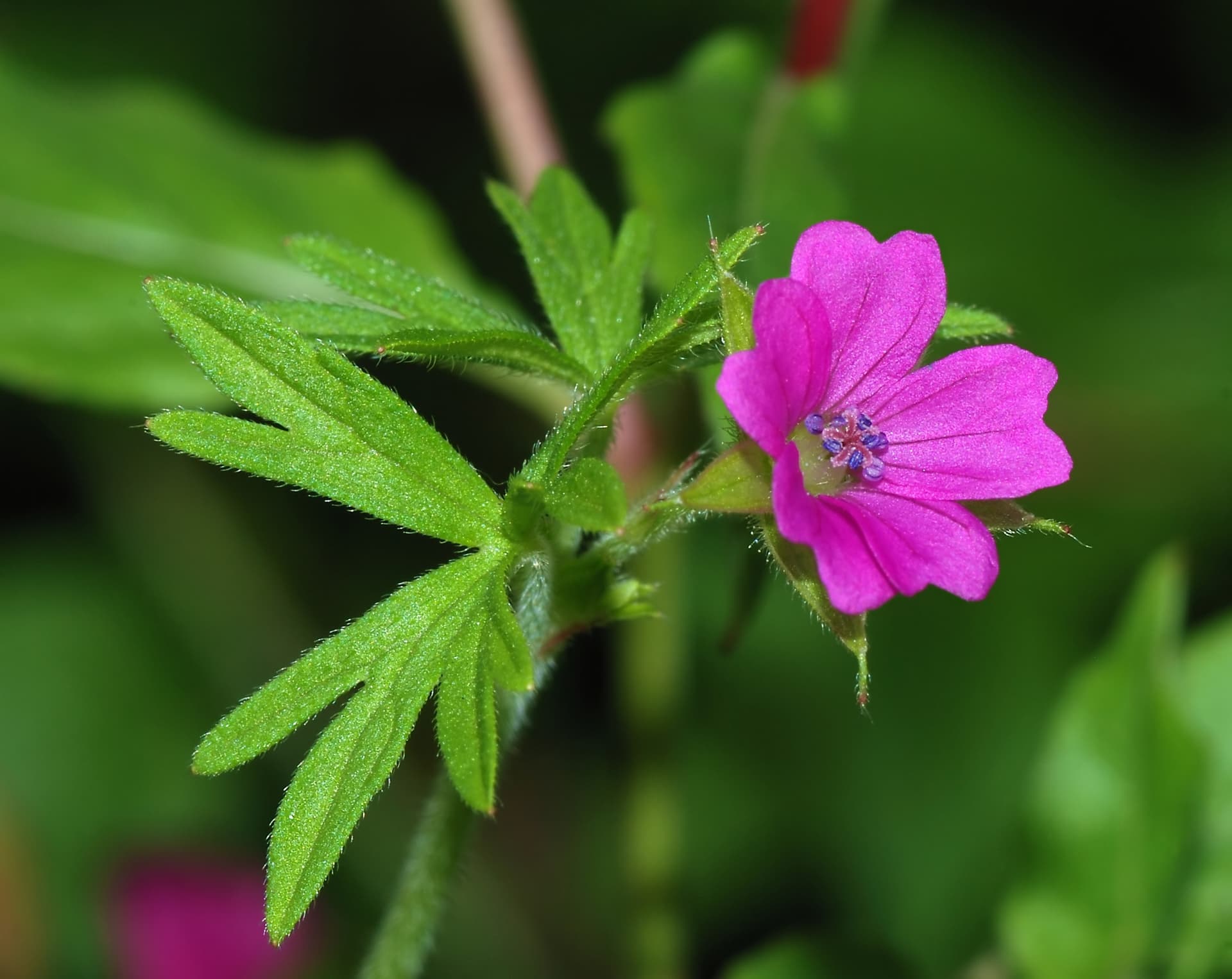 Geranium 'Dreamland'