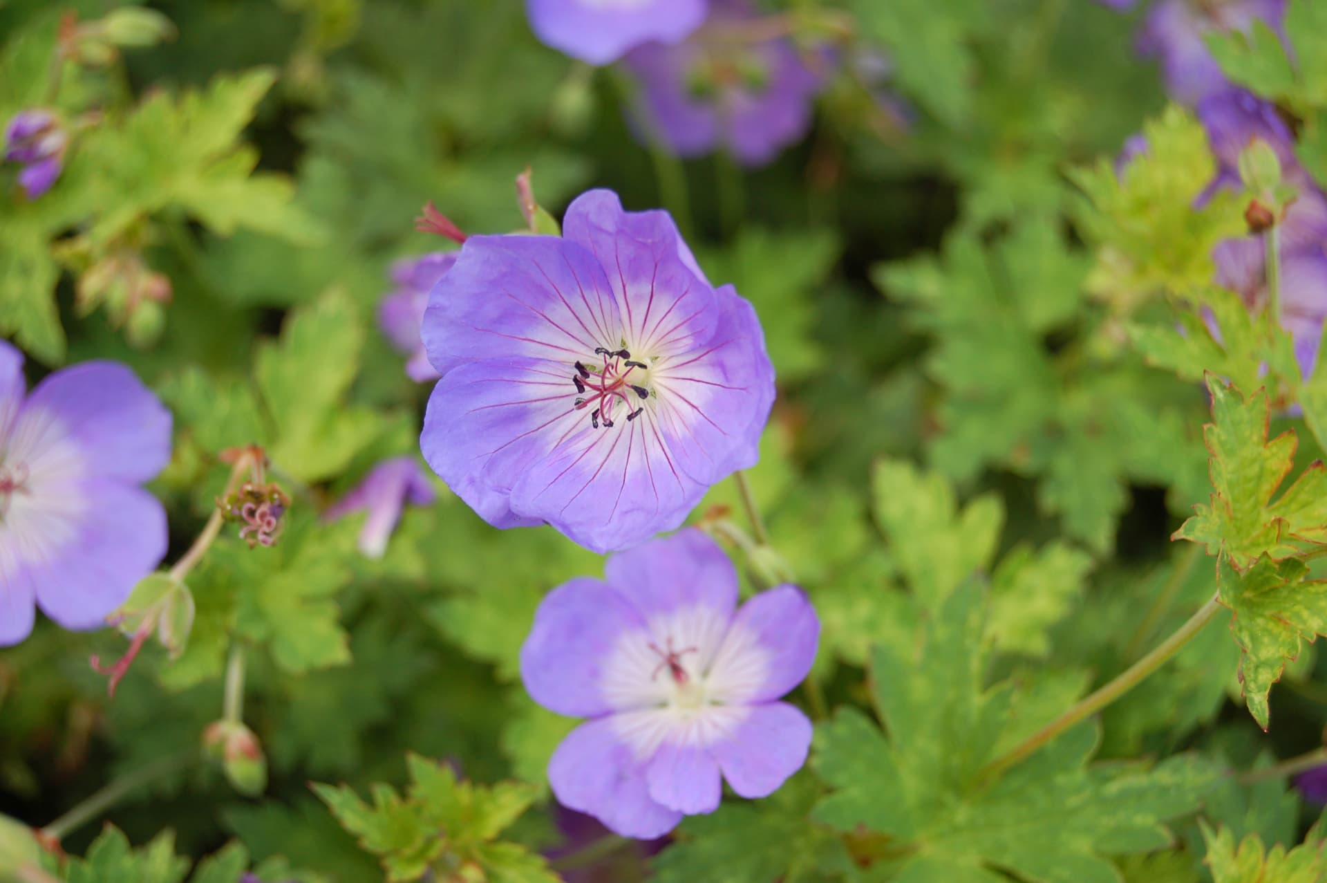 Himalayan Cranesbill