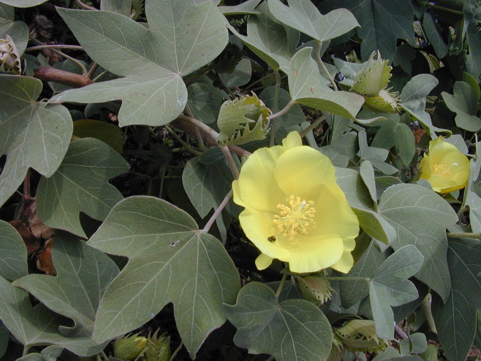 Maʻo (Gossypium tomentosum)