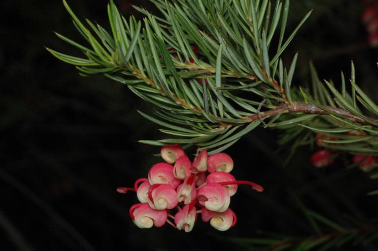 Rosemary Grevillea