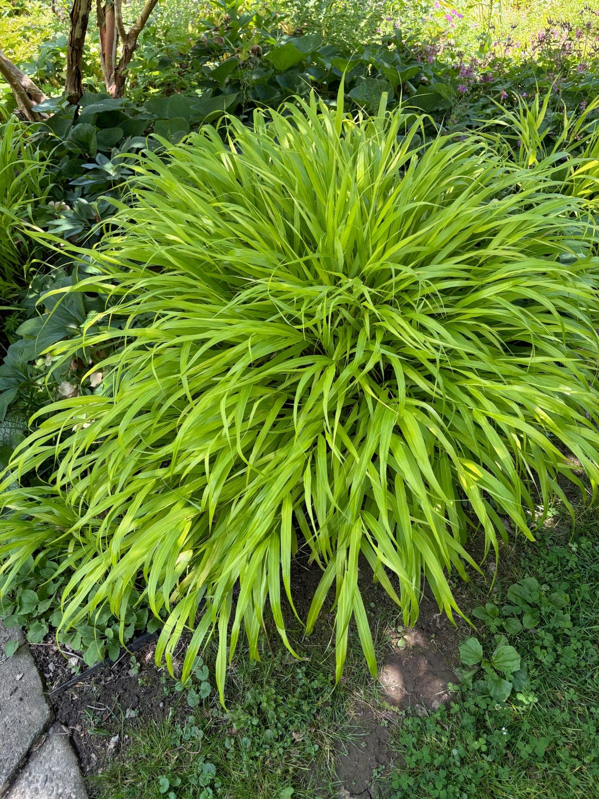 Japanese Forest Grass