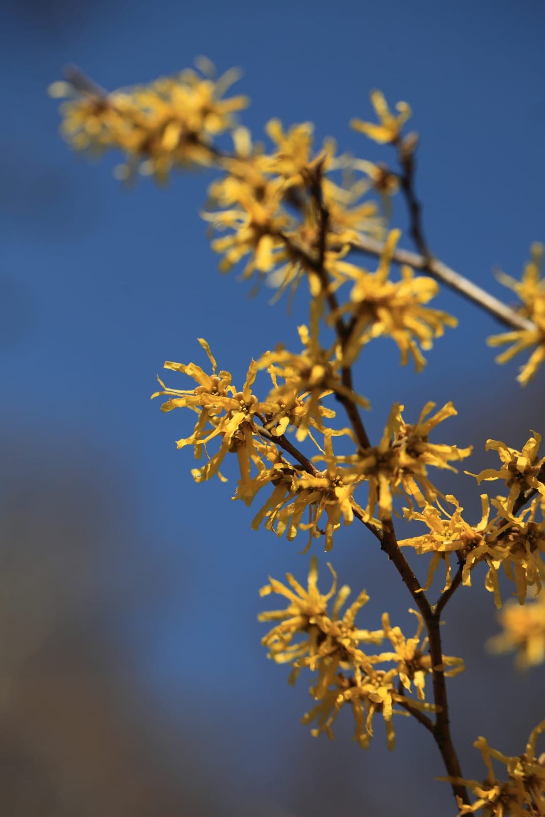 Japanese Witch Hazel