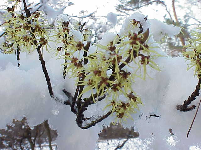 Chinese Witch Hazel