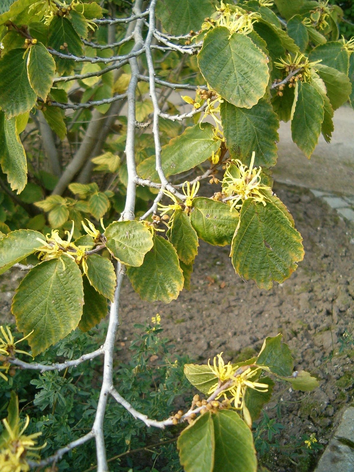 American Witch Hazel