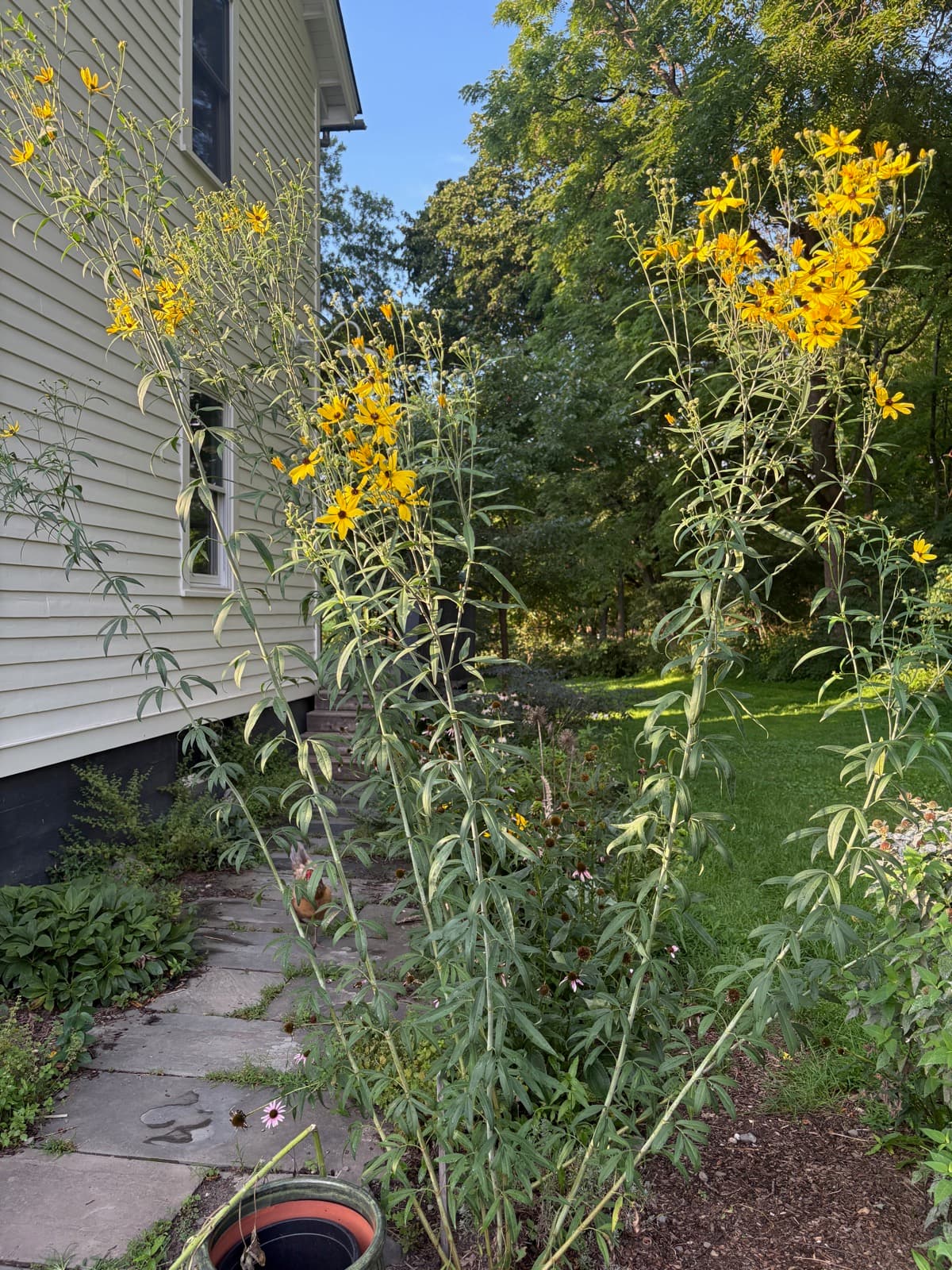 Willowleaf Sunflower