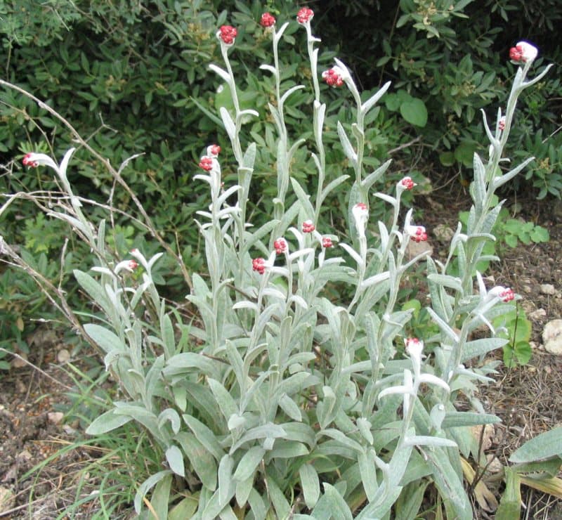 'Limelight' Helichrysum