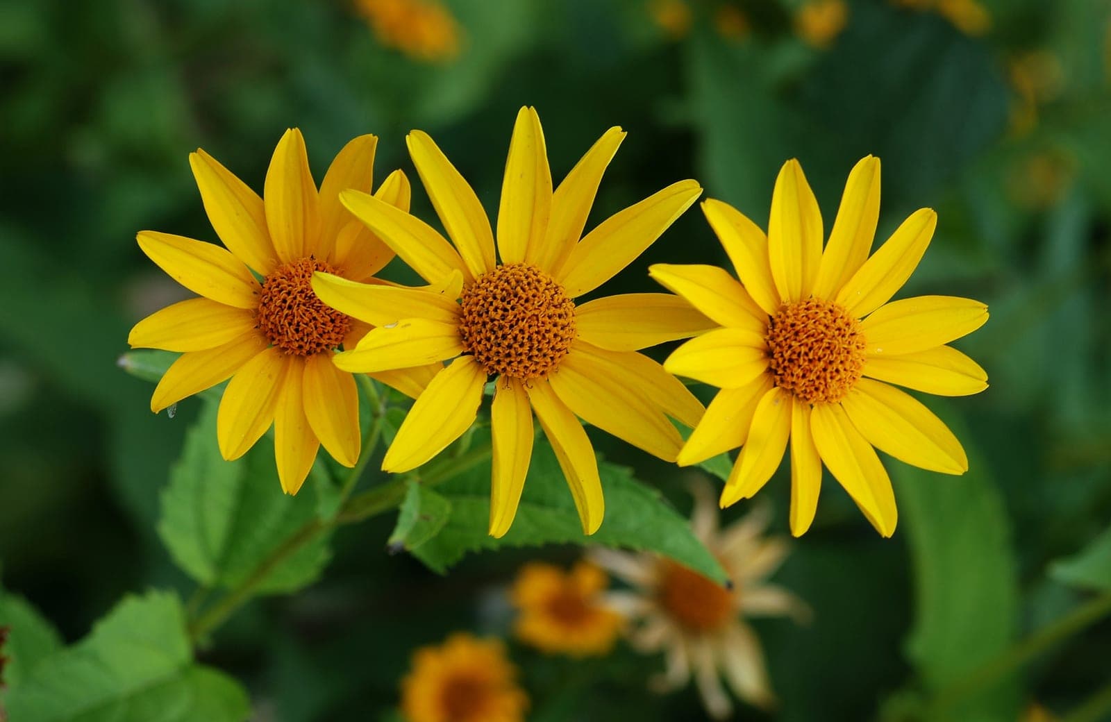 False Sunflower