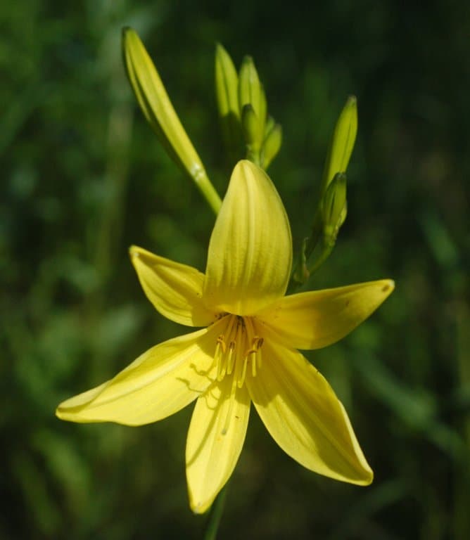 Daylily 'Kwanso Flore Plena'