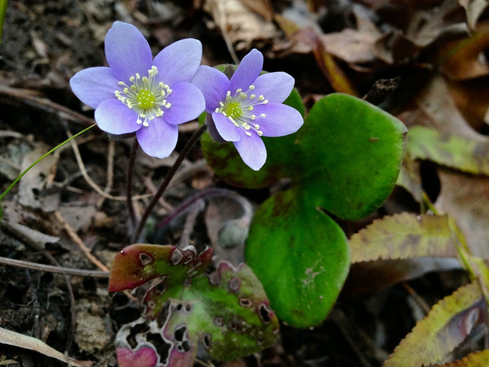 Round-lobed Hepatica