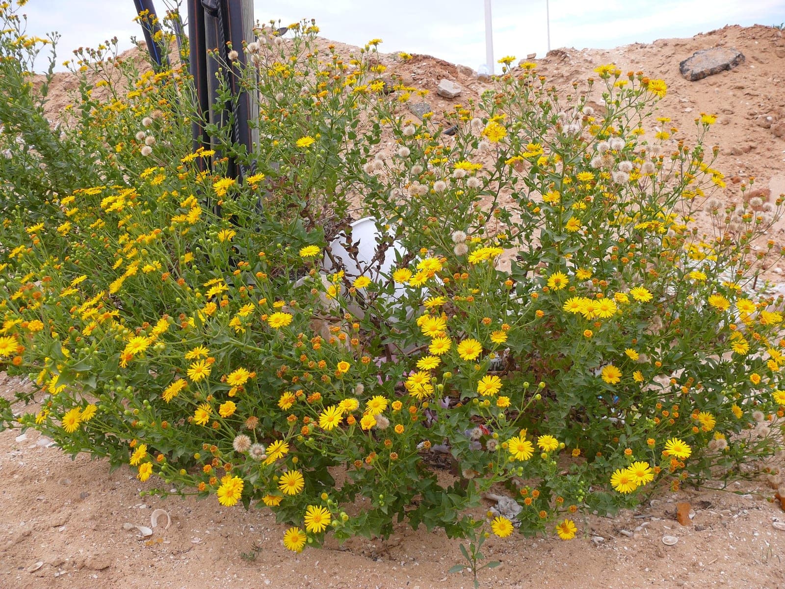 Camphorweed (Heterotheca subaxillaris)